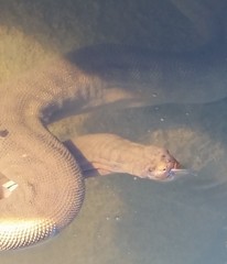 Acrochordus arafurae