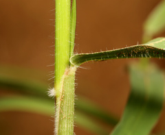 Urochloa mosambicensis