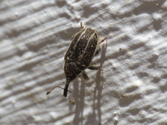 Larinus longirostris