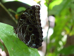 Morpho deidamia