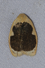 Pseudoblabes oophora