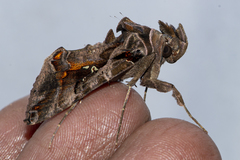 Plusiopalpa adrasta