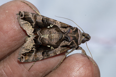 Plusiopalpa adrasta