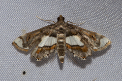 Agassiziella picalis