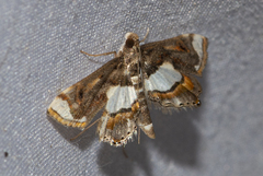 Agassiziella picalis