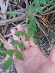 Prostanthera askania