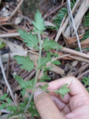 Prostanthera askania