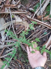 Prostanthera askania