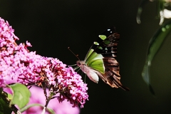 Graphium macleayanus macleayanus