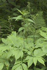 Caulophyllum robustum