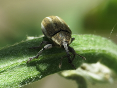 Larinus longirostris