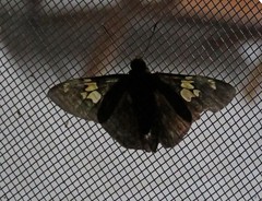 Pseudonascus paulliniae