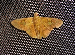 Pseudonascus paulliniae