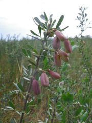 Halimodendron halodendron