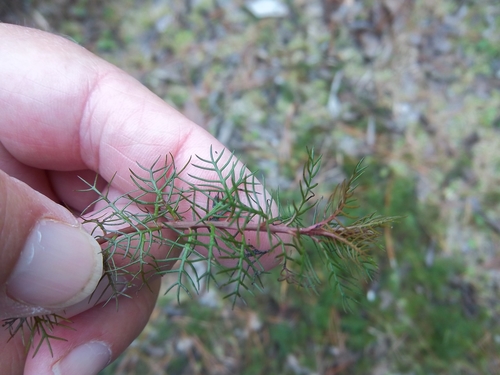 Proserpinaca pectinata image