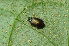 Aphthona strigosa