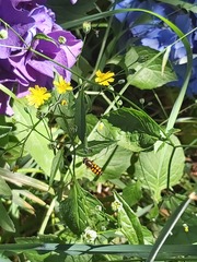 Syrphus octomaculatus