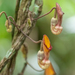 Aristolochia hainanensis - Photo (c) Jing-Yi Lu, alguns direitos reservados (CC BY-NC), uploaded by Jing-Yi Lu
