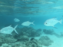 Trachinotus baillonii