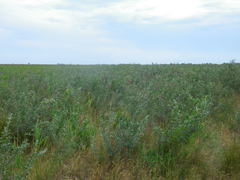 Halimodendron halodendron