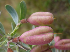 Halimodendron halodendron