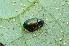 Aphthona strigosa