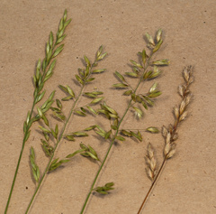 Schmidtia pappophoroides