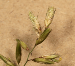 Schmidtia pappophoroides