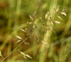 Schmidtia pappophoroides