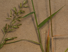 Schmidtia pappophoroides