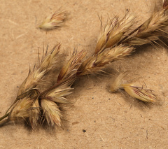 Schmidtia pappophoroides