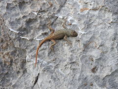 Sceloporus gadoviae