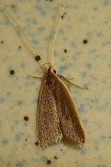 Homaloxestis multidentalis