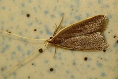 Homaloxestis multidentalis