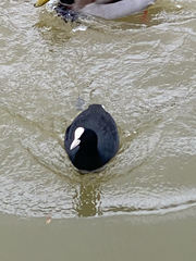 Fulica atra