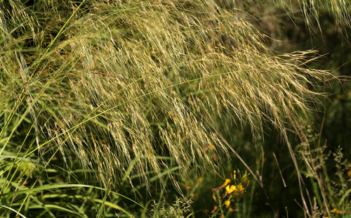 Aristida meridionalis