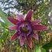 Passiflora venusta - Photo (c) Mayk Oliveira, some rights reserved (CC BY-NC), uploaded by Mayk Oliveira