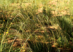 Aristida meridionalis