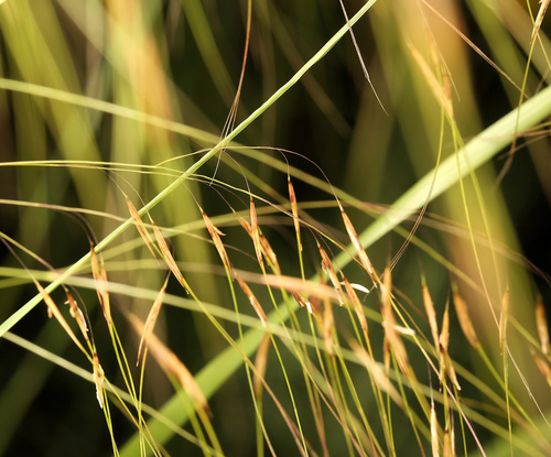 Image of Aristida meridionalis by (c) Wynand Uys, some rights reserved (CC BY)