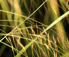 Aristida meridionalis