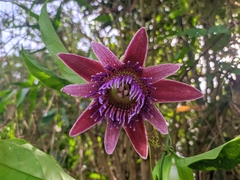 Passiflora venusta