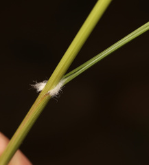 Aristida meridionalis