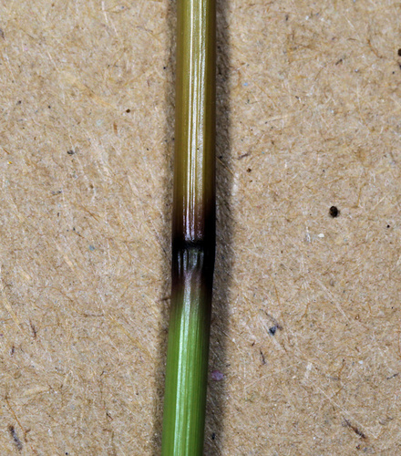 Image of Aristida meridionalis by (c) Wynand Uys, some rights reserved (CC BY)