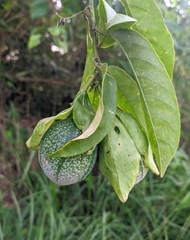 Passiflora venusta