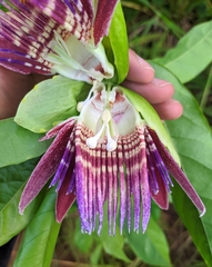 Passiflora venusta