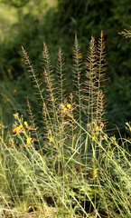 Pogonarthria squarrosa