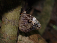 Opsiphanes quiteria quiteria