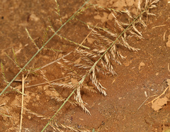 Pogonarthria squarrosa