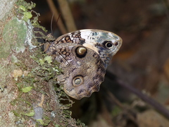 Opsiphanes quiteria quiteria