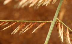 Pogonarthria squarrosa